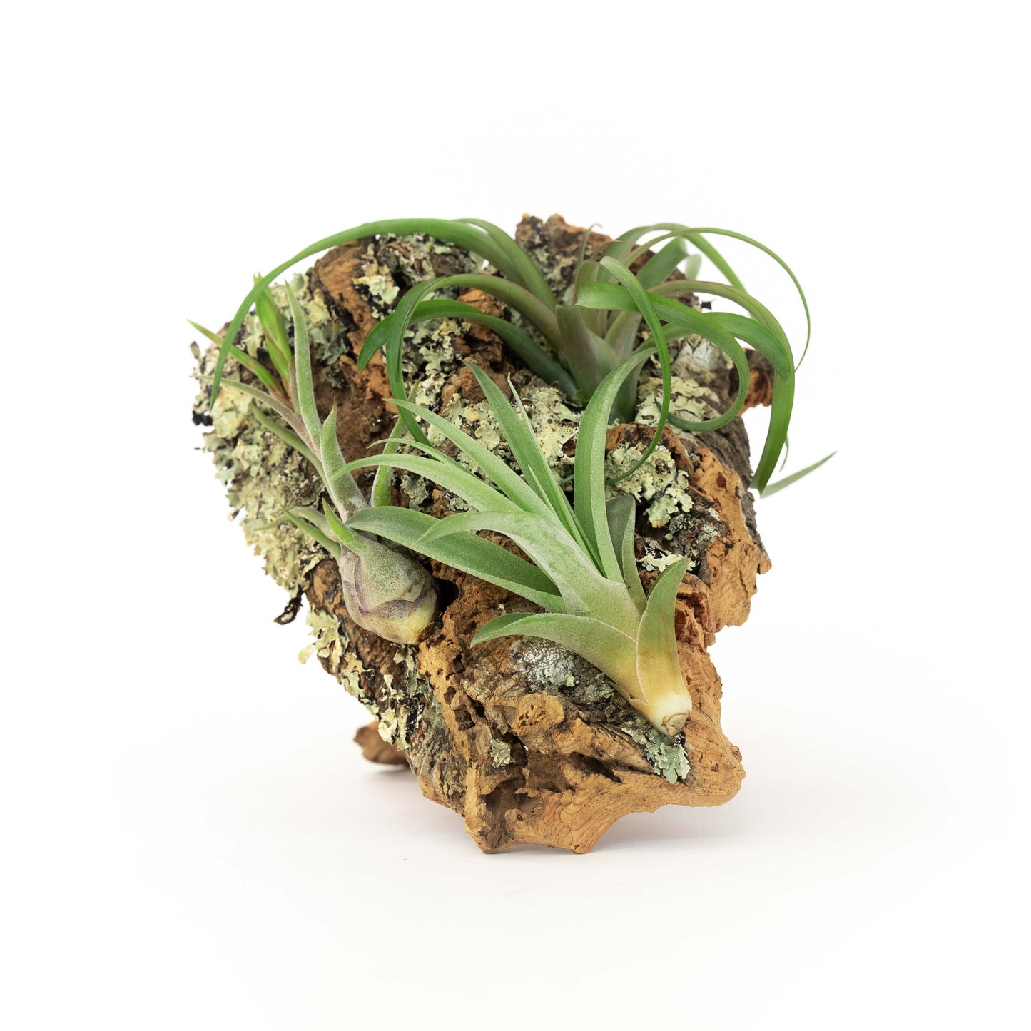 Medium Cork Bark Display with 4 Tillandsia Air Plants