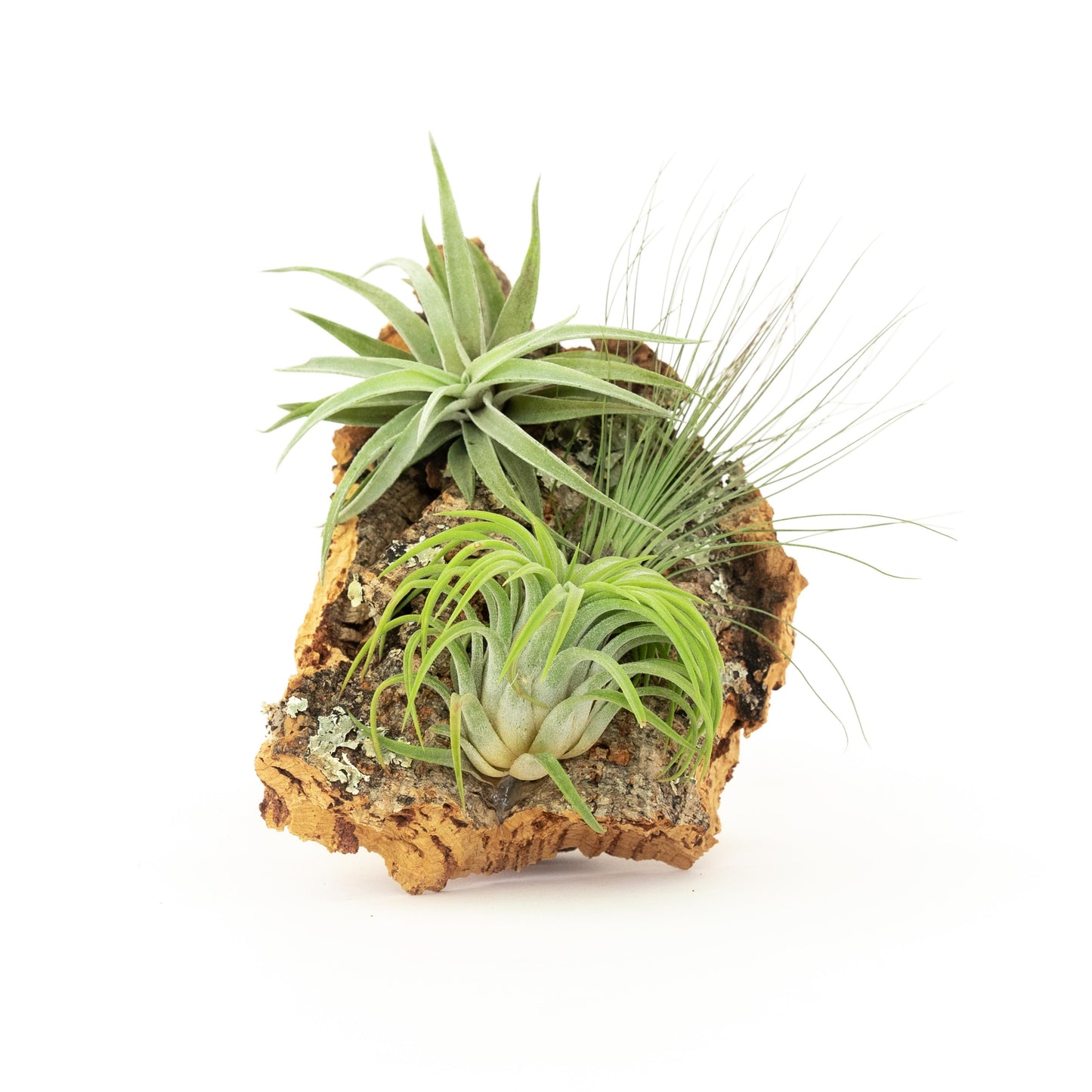 Medium Cork Bark Display with 4 Tillandsia Air Plants