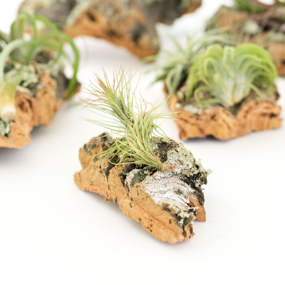 
                      
                        Medium Cork Bark Display with 4 Tillandsia Air Plants
                      
                    