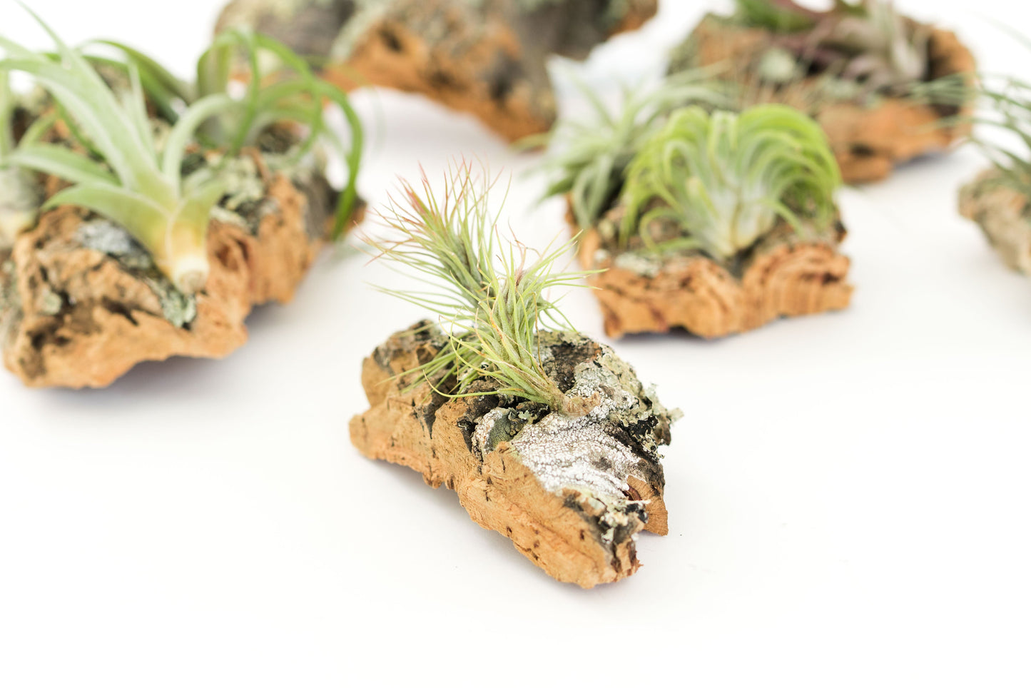 Medium Cork Bark Display with 4 Tillandsia Air Plants