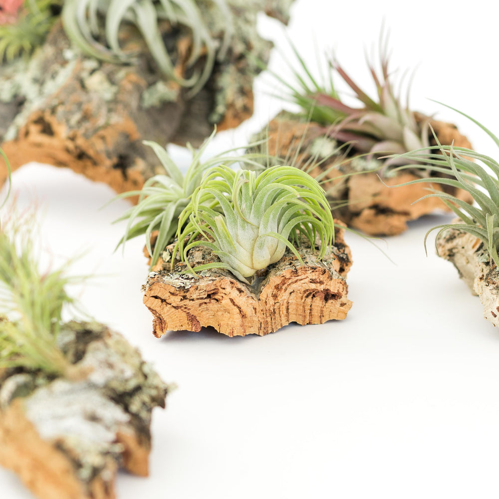 
                      
                        Medium Cork Bark Display with 4 Tillandsia Air Plants
                      
                    