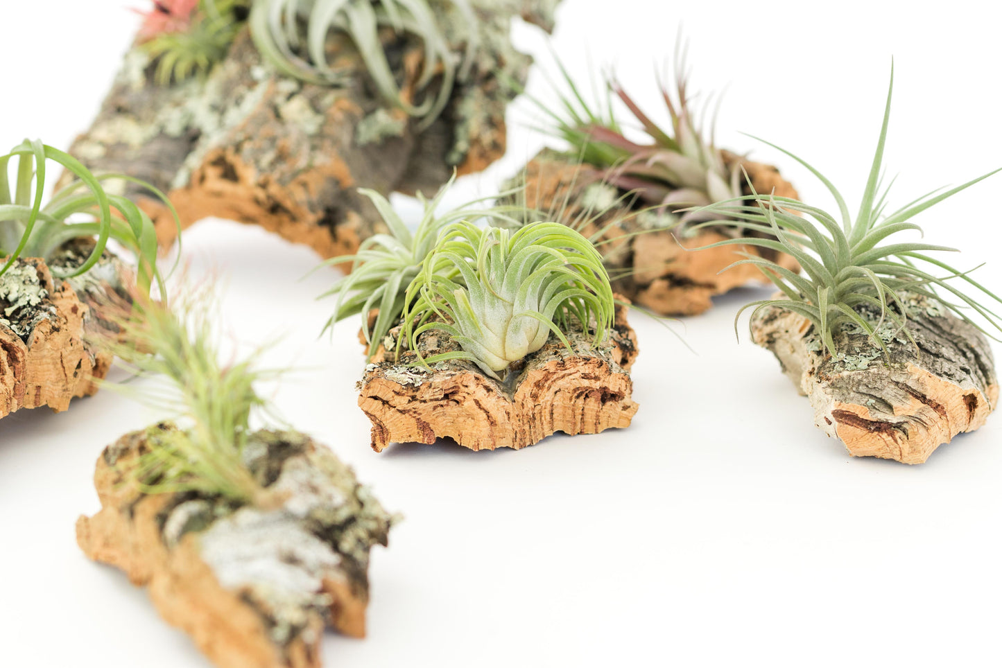 Medium Cork Bark Display with 4 Tillandsia Air Plants