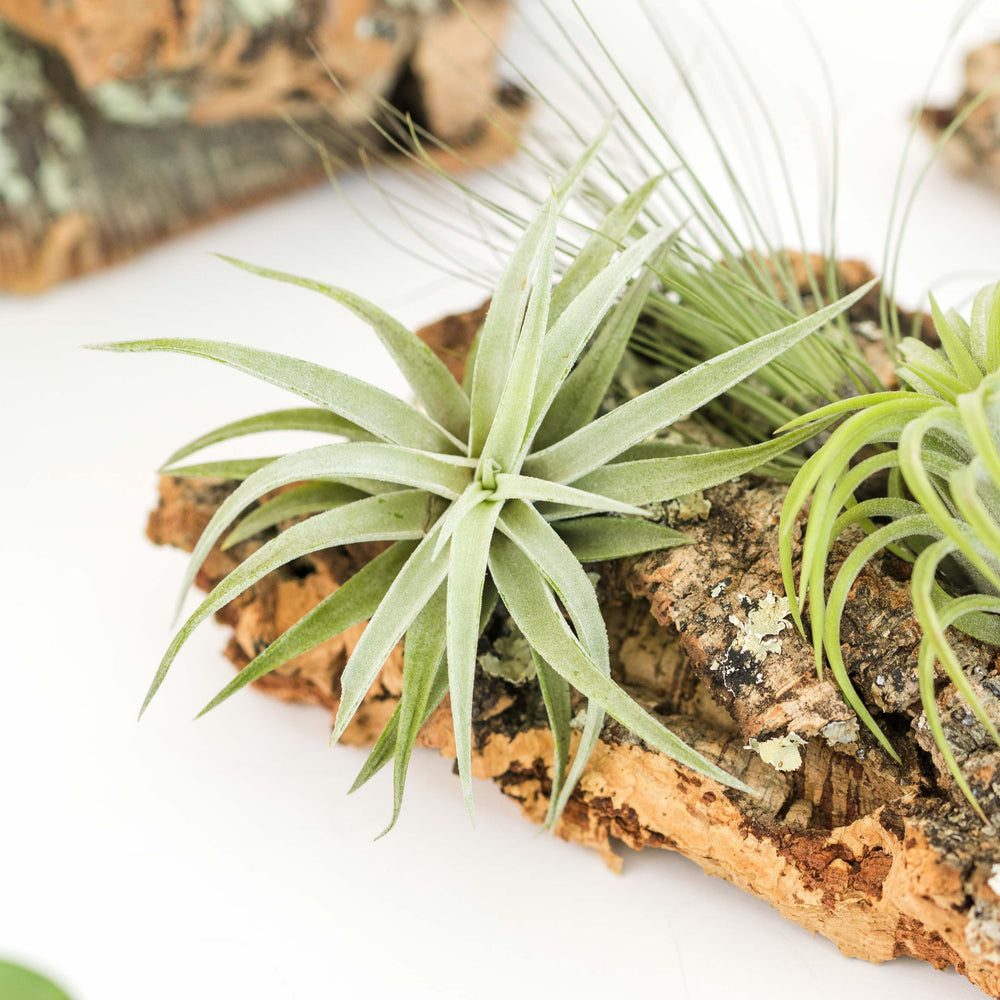
                      
                        Medium Cork Bark Display with 4 Tillandsia Air Plants
                      
                    