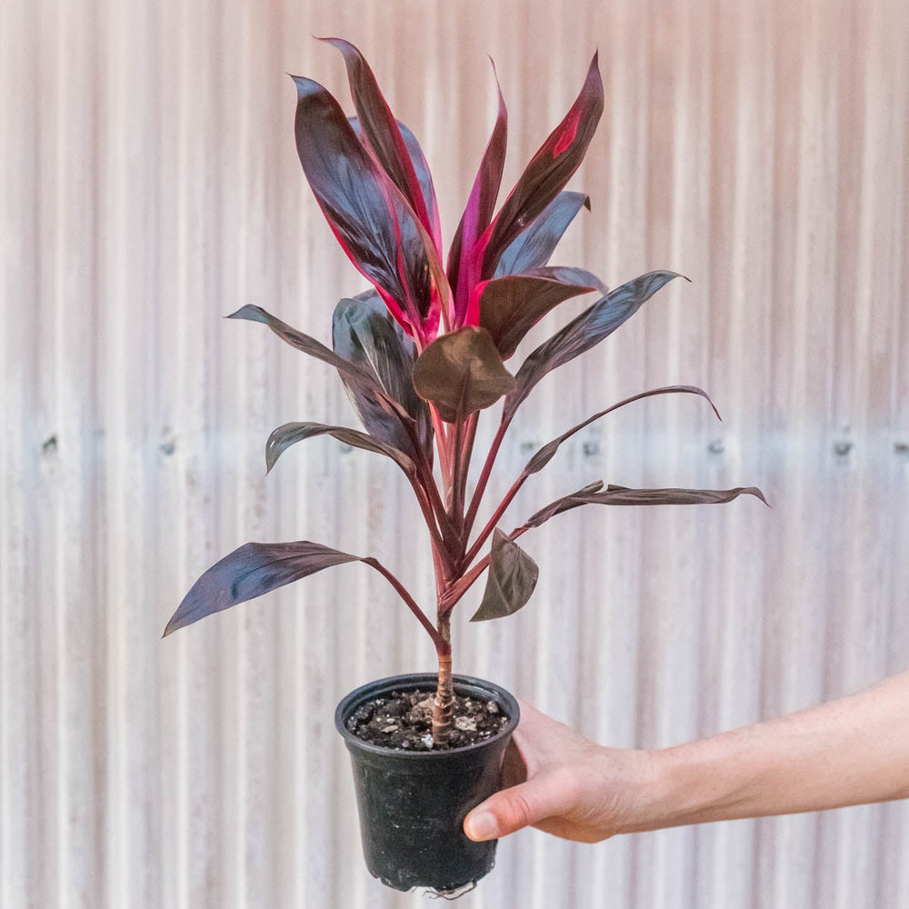 Cordyline 'Calypso Queen'