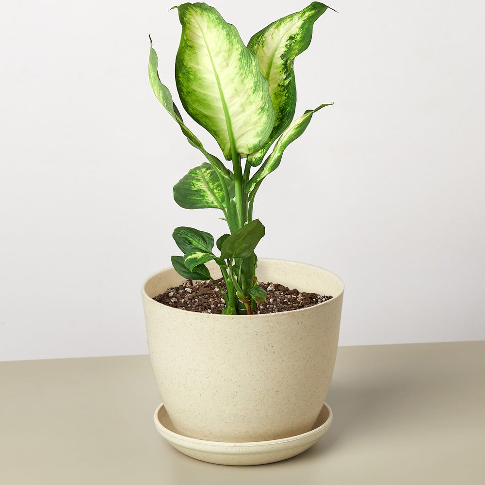 
                      
                        Dieffenbachia Camille
                      
                    