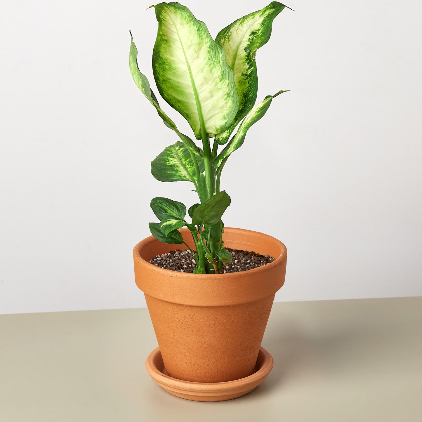 dieffenbachia in terracotta pot Dieffenbachia Camille 6" Pot