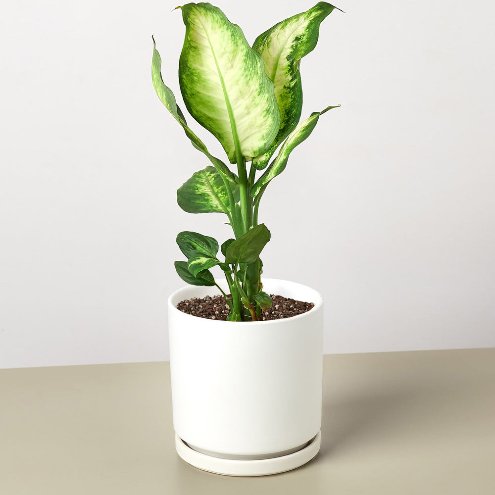 
                      
                        Dieffenbachia Camille
                      
                    