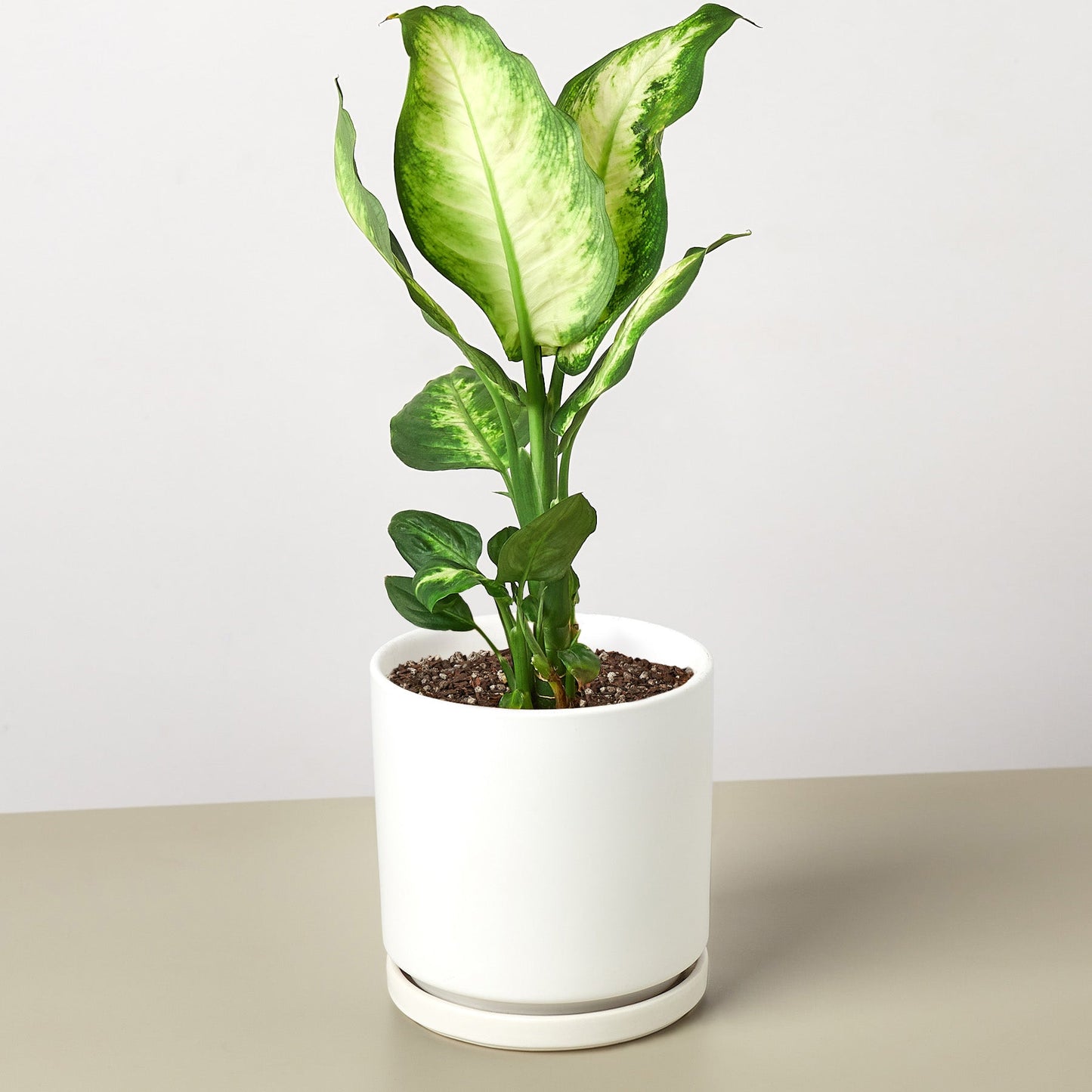 dieffenbachia seguine camille Dieffenbachia Camille 6" Pot