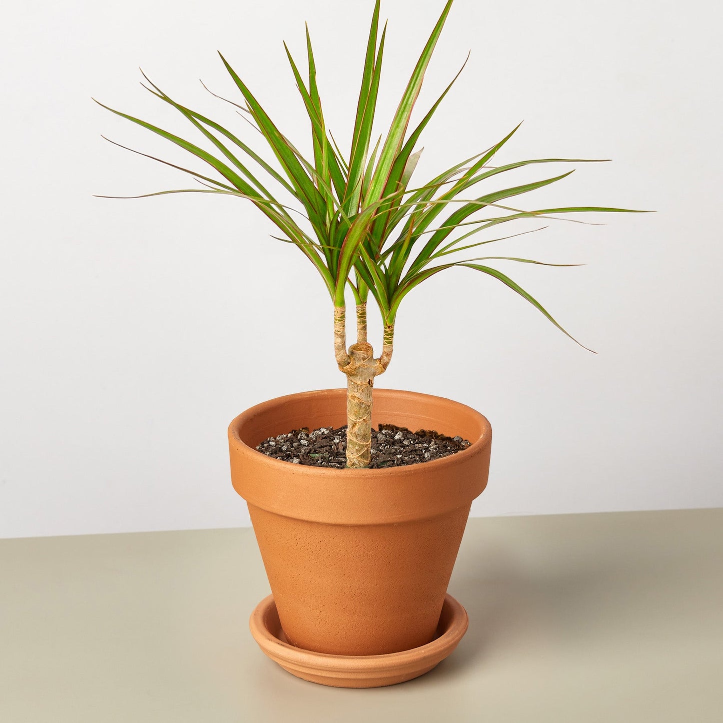 dracaena marginata chat Dracaena Marginata Cane – Dragon Tree