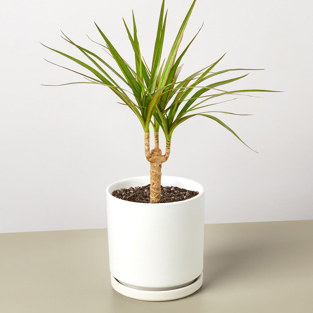 
                      
                        Dracaena 'Marginata Cane'
                      
                    