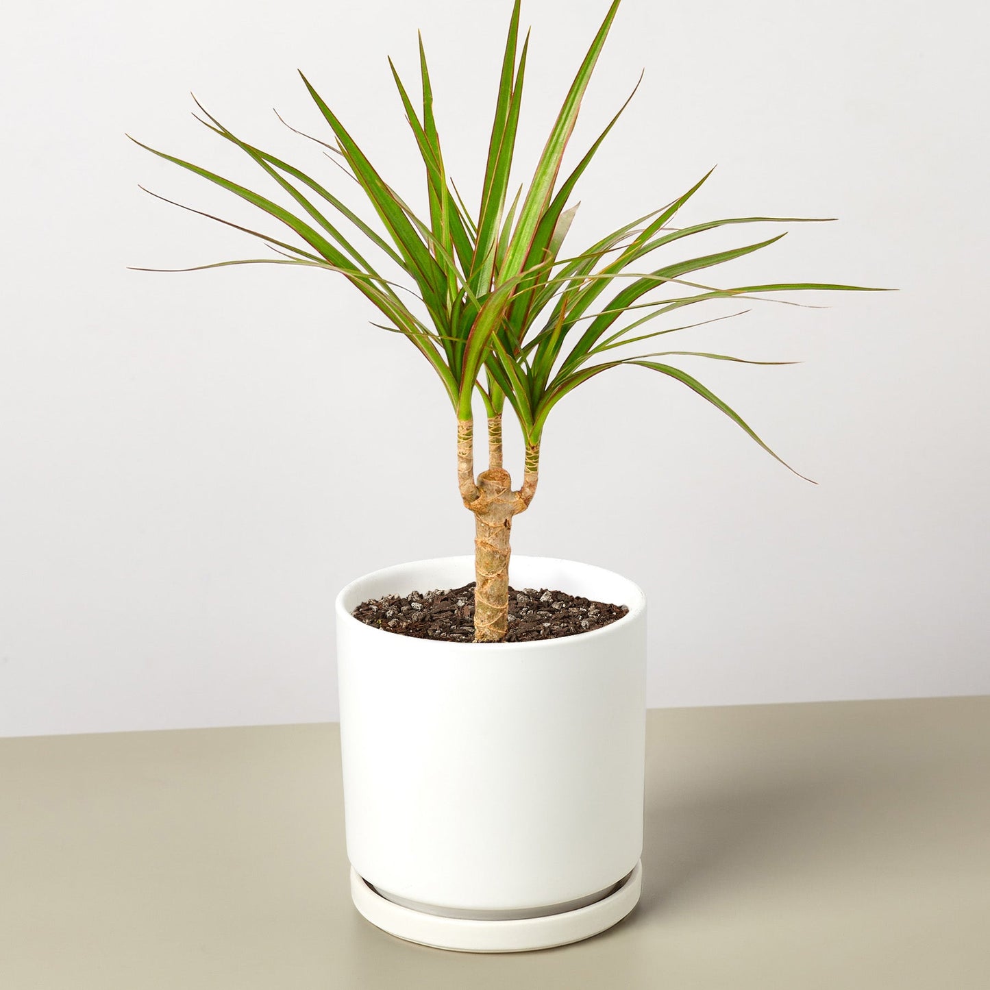 planter dracaena Dracaena 'Marginata Cane' 4" Pot / Nursery Pot