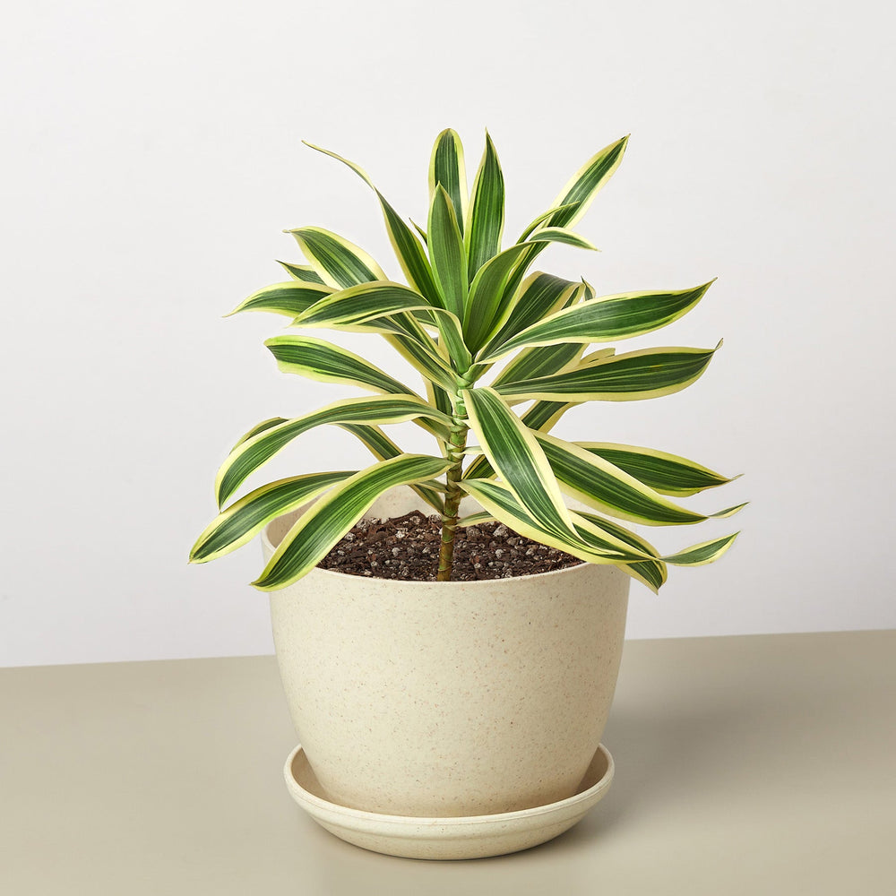 
                      
                        Dracaena Song of India
                      
                    