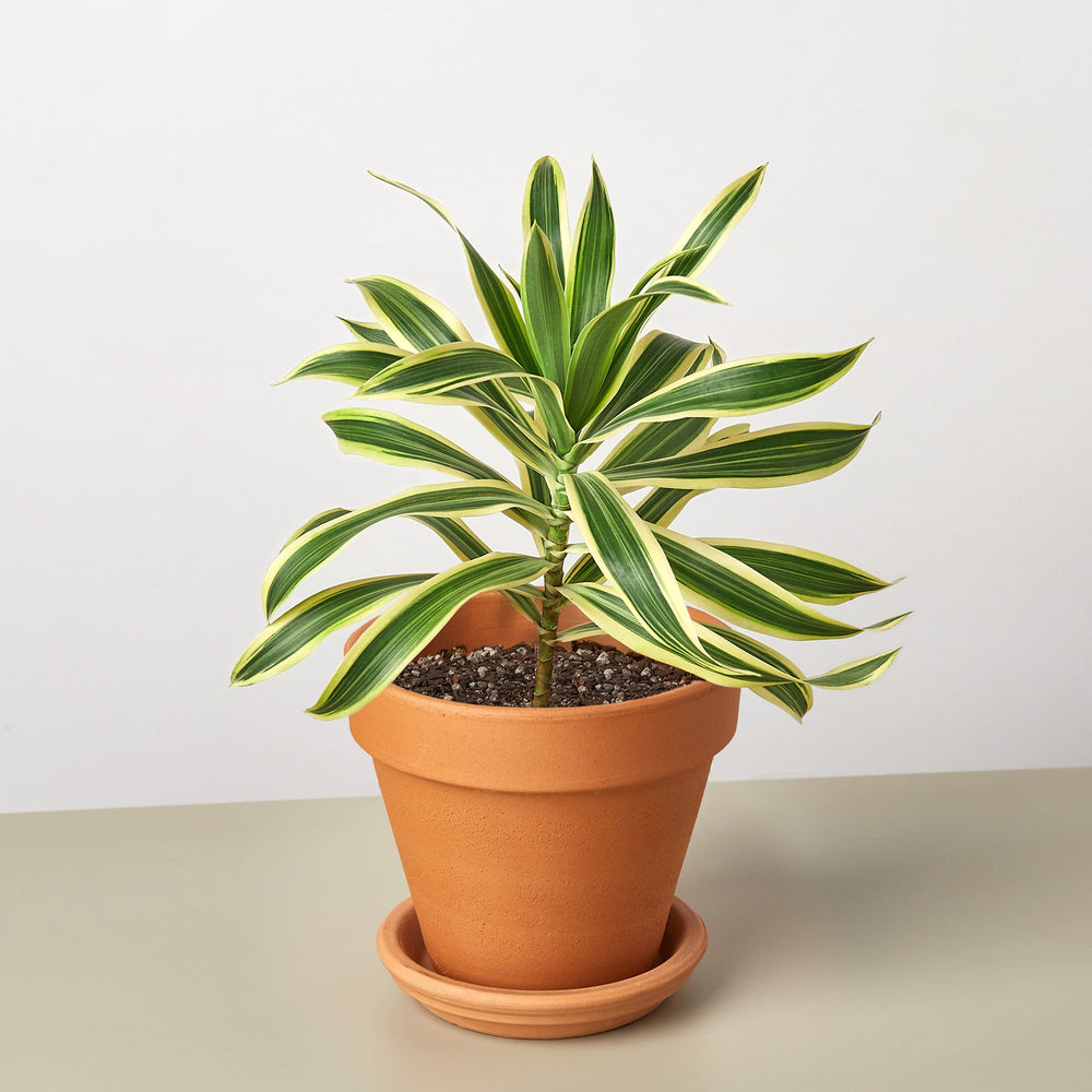 
                      
                        Dracaena Song of India
                      
                    