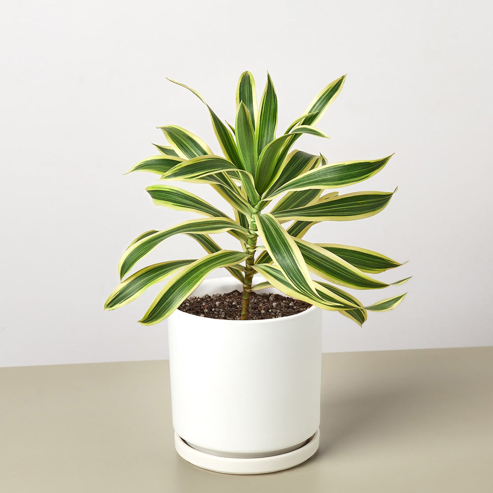 
                      
                        Dracaena Song of India
                      
                    