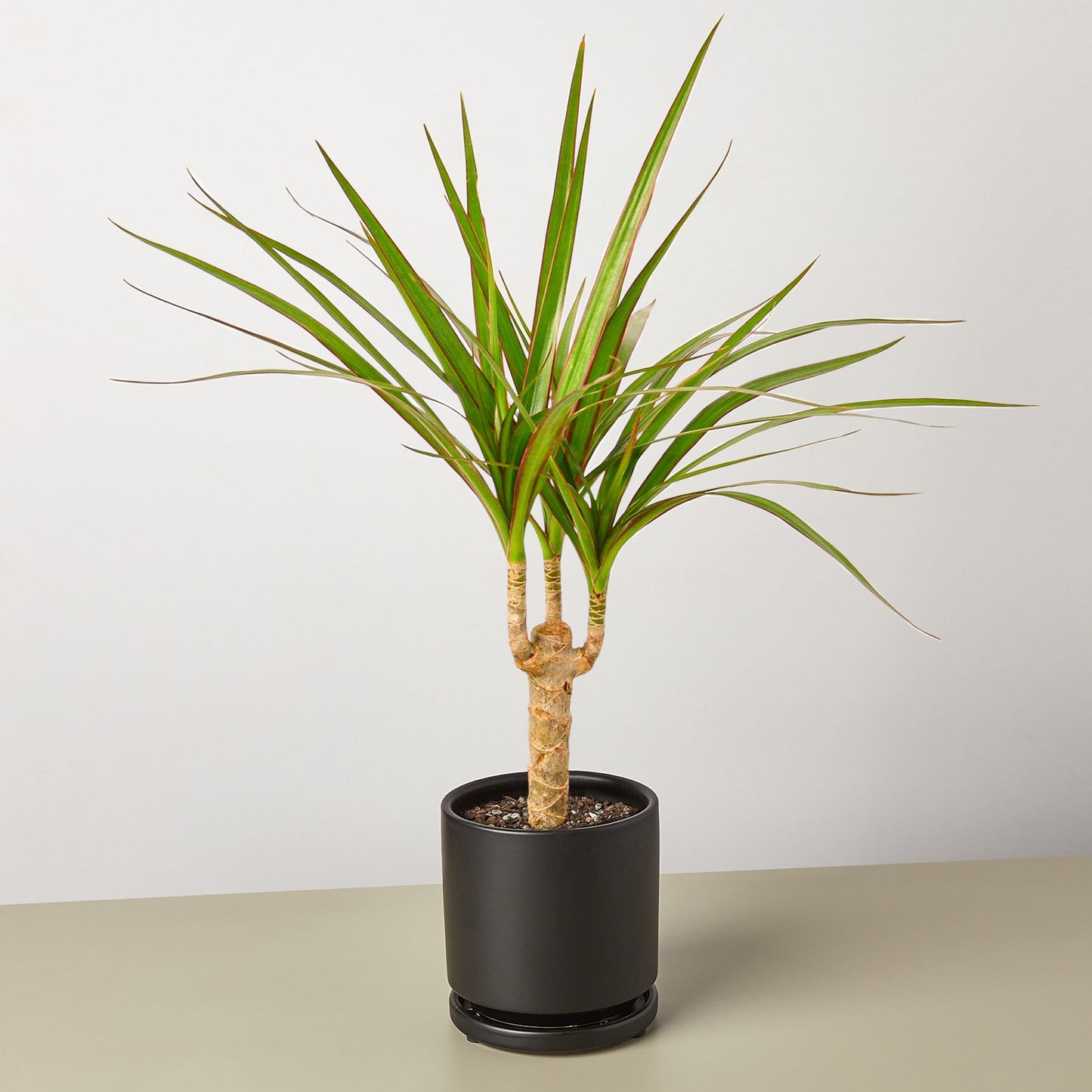 is dracaena marginata toxic to dogs Dracaena Marginata Cane – Dragon Tree