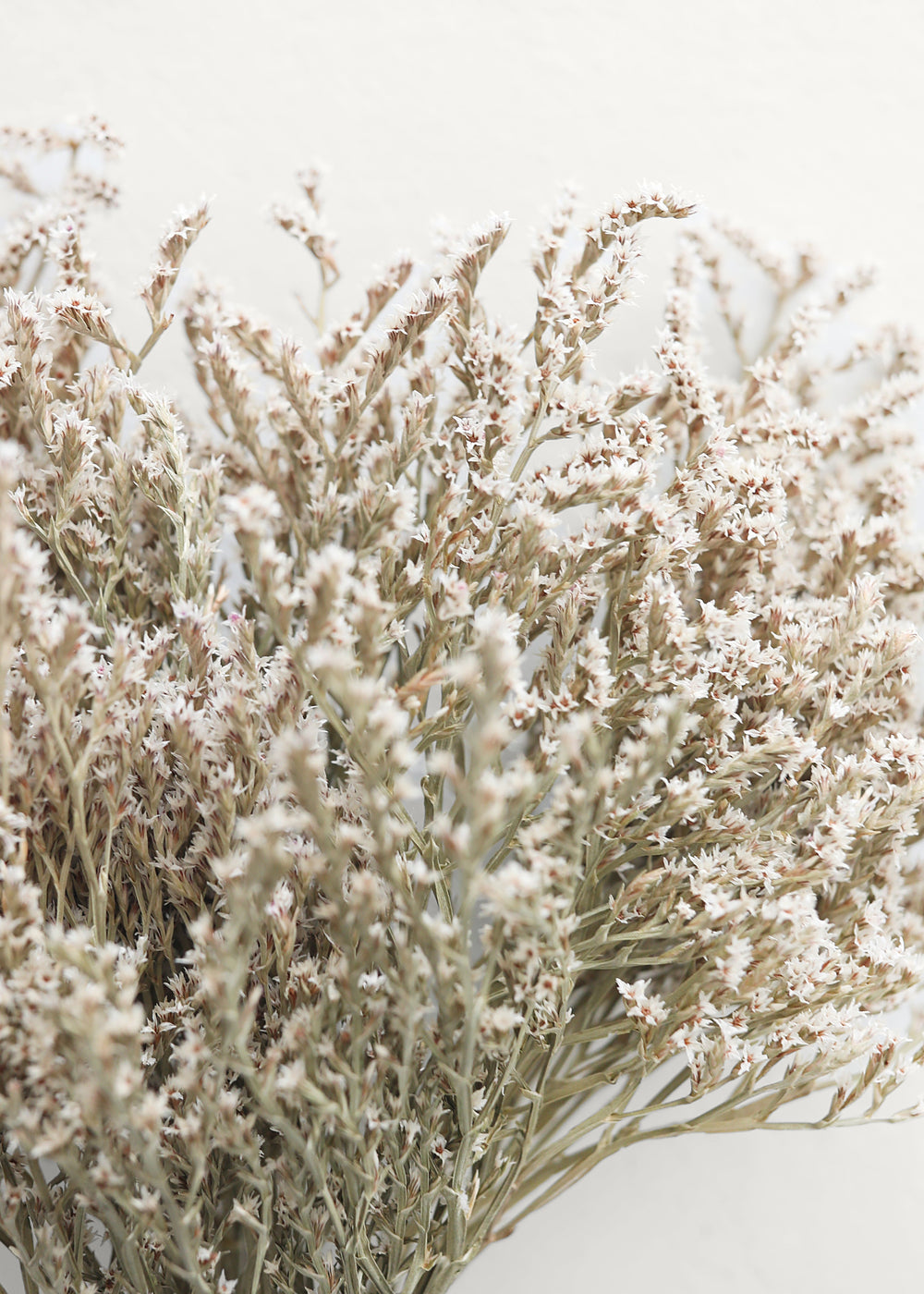 Dried Flower German Statice Bundles, 10-13
