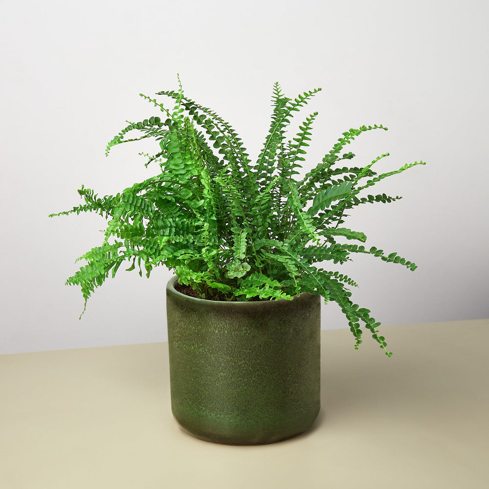 
                      
                        Pre-Potted Ferns Gift Arrangement
                      
                    
