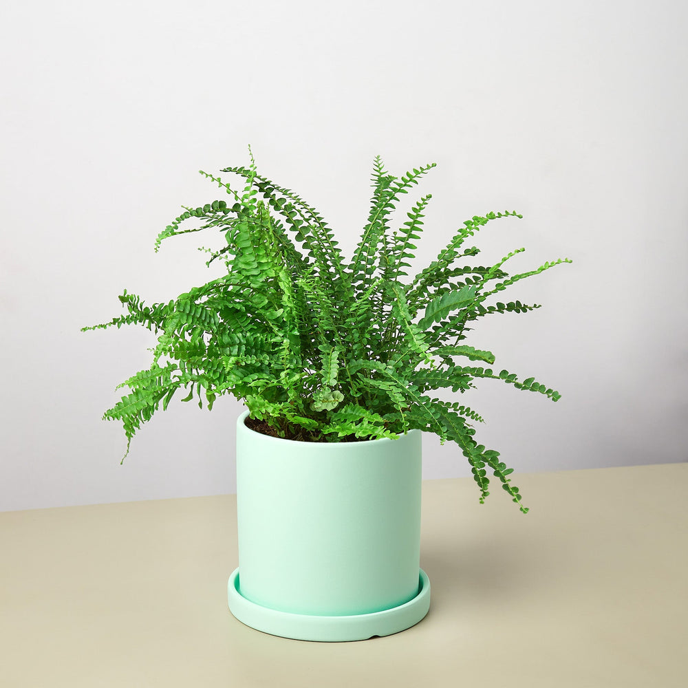 
                      
                        Pre-Potted Ferns Gift Arrangement
                      
                    