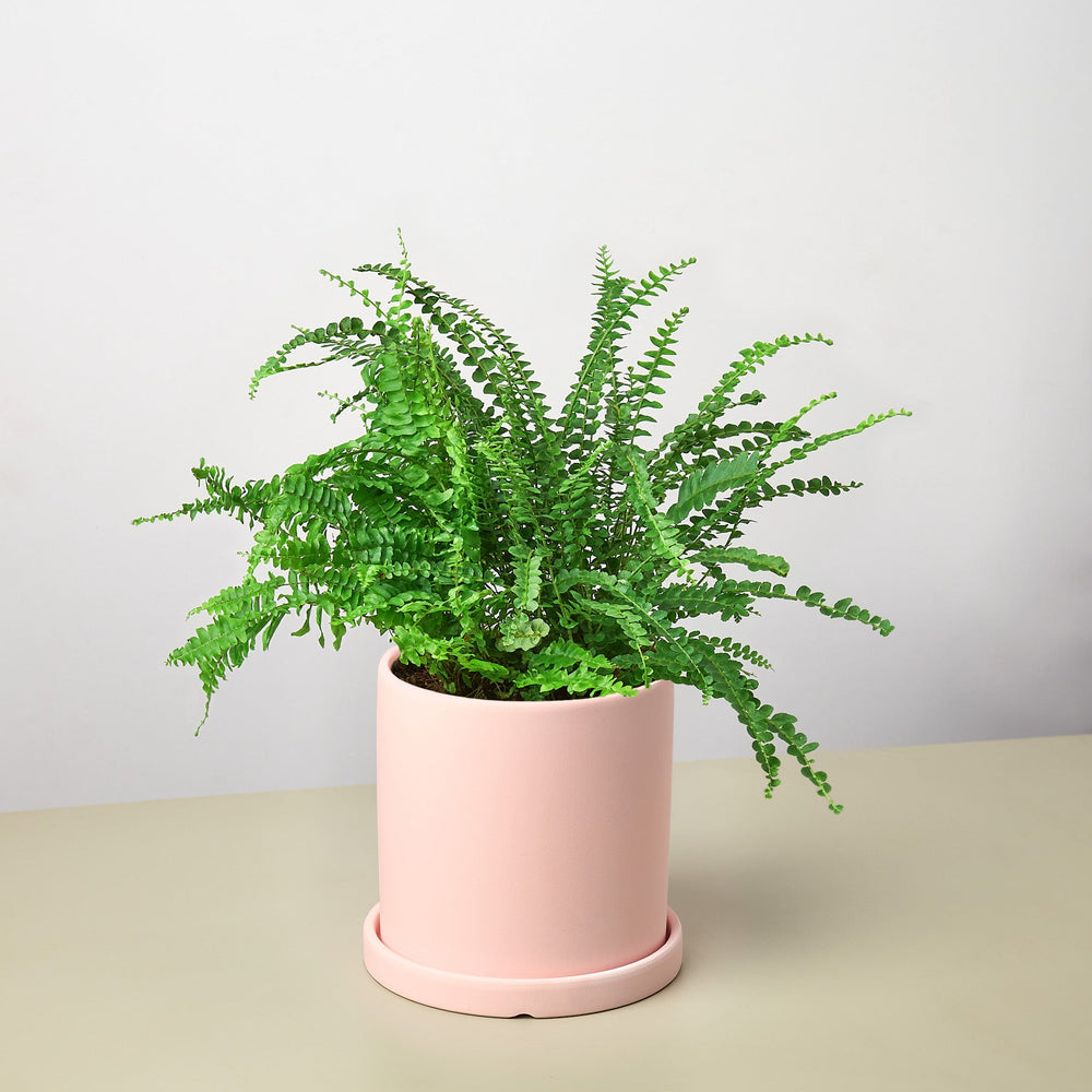 
                      
                        Pre-Potted Ferns Gift Arrangement
                      
                    