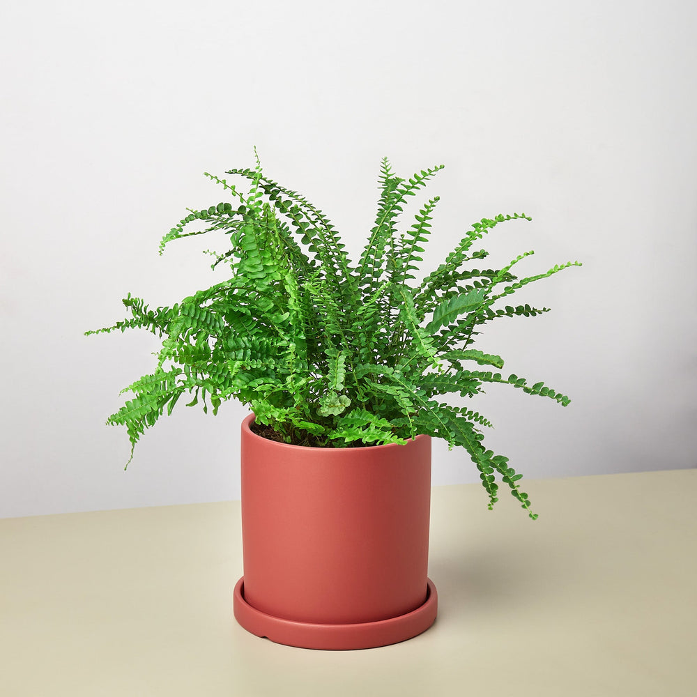 
                      
                        Pre-Potted Ferns Gift Arrangement
                      
                    
