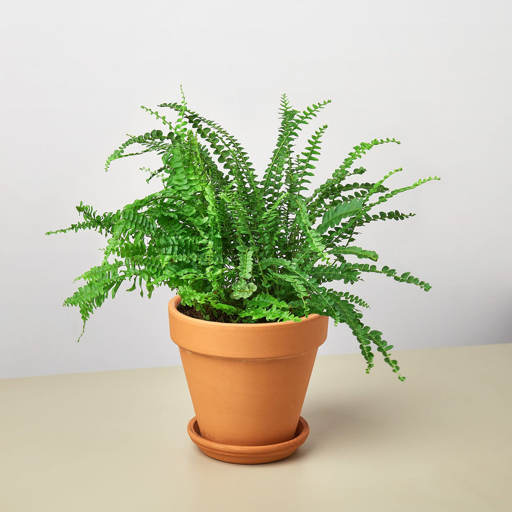 
                      
                        Pre-Potted Ferns Gift Arrangement
                      
                    