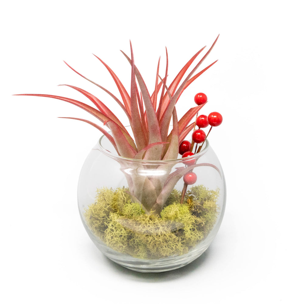 Festive Terrarium with Green Reindeer Moss, Berry Sprig, & Tillandsia Red Abdita Air Plant