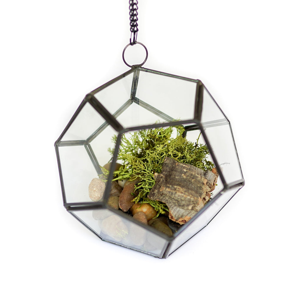 
                      
                        Glass Pentagon Terrarium
                      
                    
