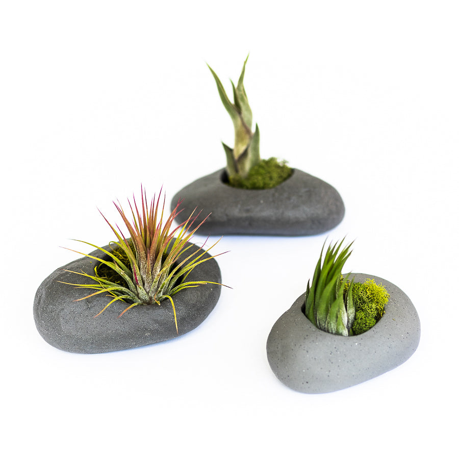 Gray Ceramic Stone Tillandsia Air Plant Holder Set