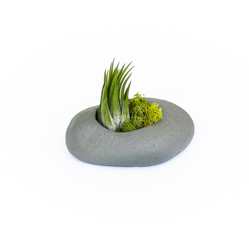 
                      
                        Gray Ceramic Stone Tillandsia Air Plant Holder Set
                      
                    