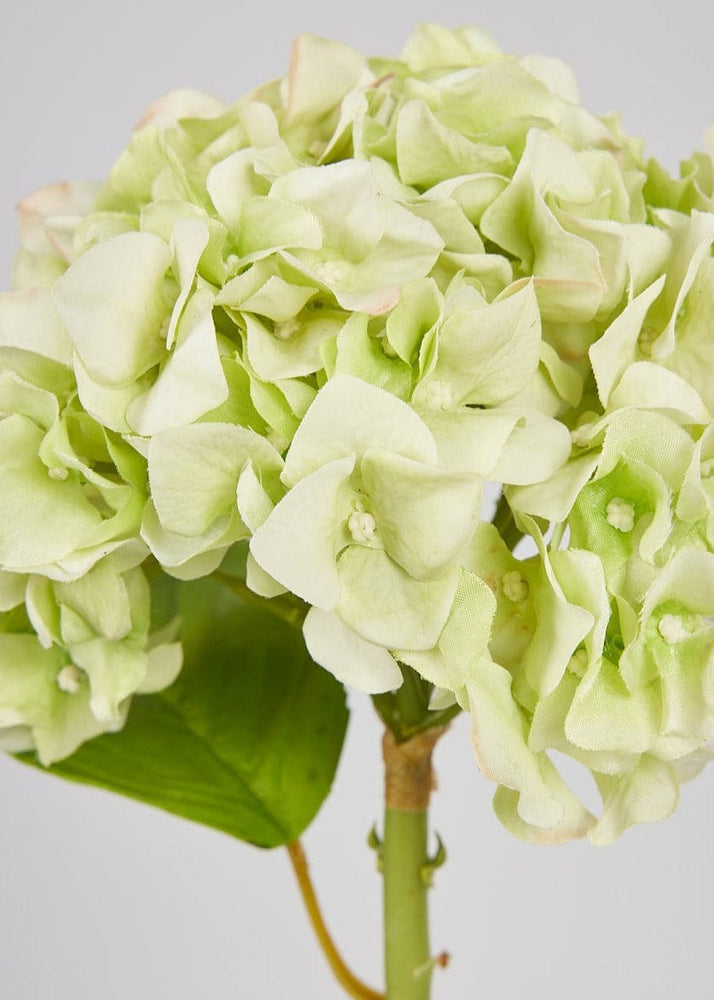 
                      
                        Artificial Flowers French Country Green Real Touch Hydrangea Stem, 18"
                      
                    