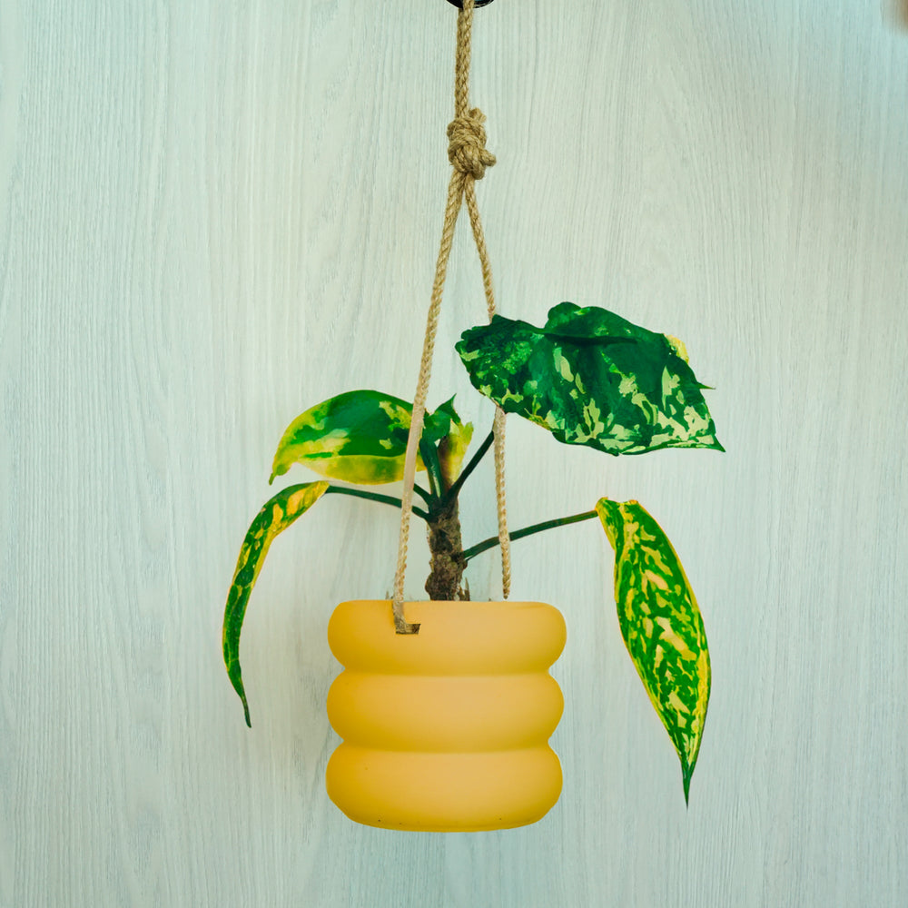 
                      
                        Hanging Bubble Planter
                      
                    