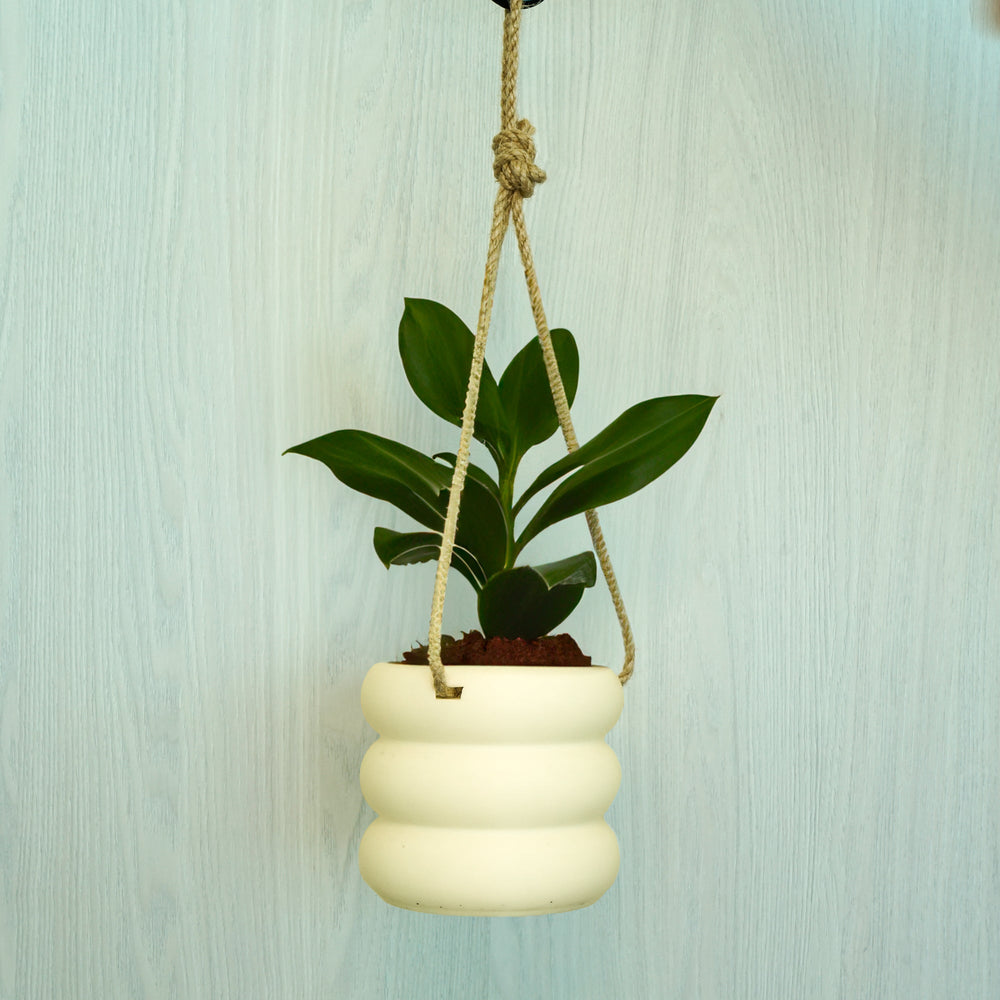 
                      
                        Hanging Bubble Planter
                      
                    