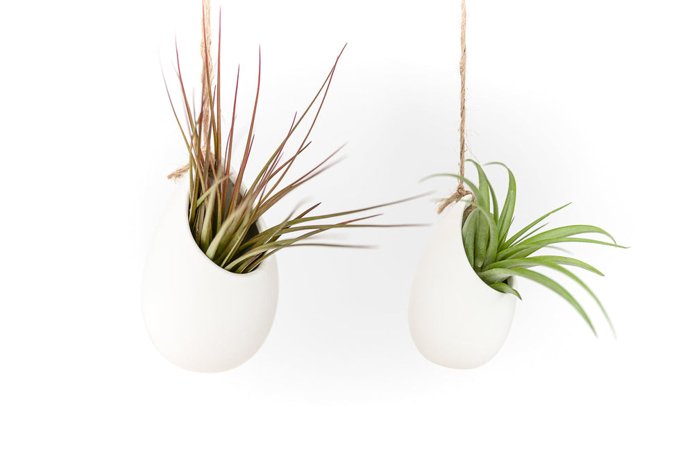 
                      
                        Gift Wrapped Large Ivory Ceramic Vase With Assorted Tillandsia Air Plant
                      
                    