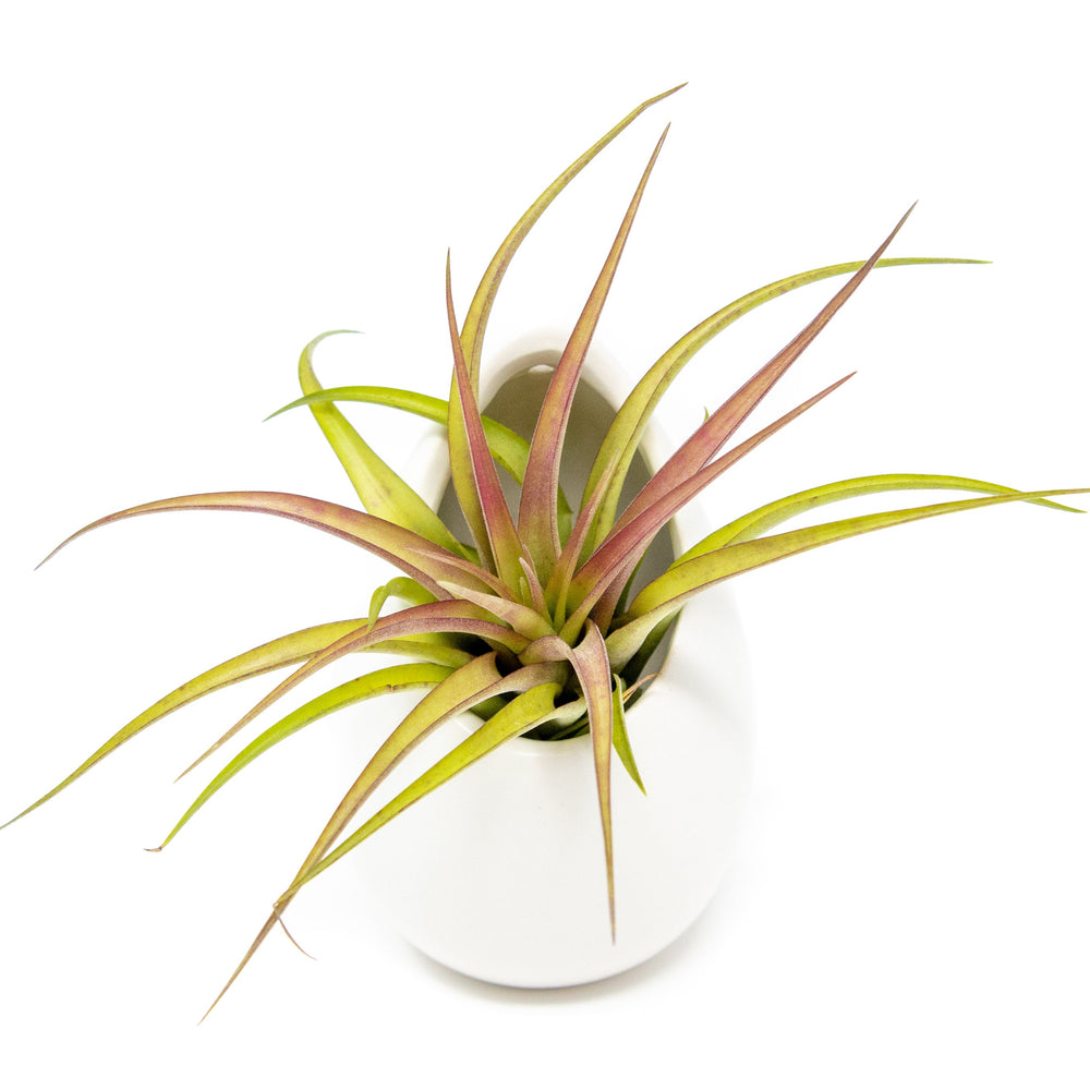 
                      
                        Gift Wrapped Large Ivory Ceramic Vase With Assorted Tillandsia Air Plant
                      
                    