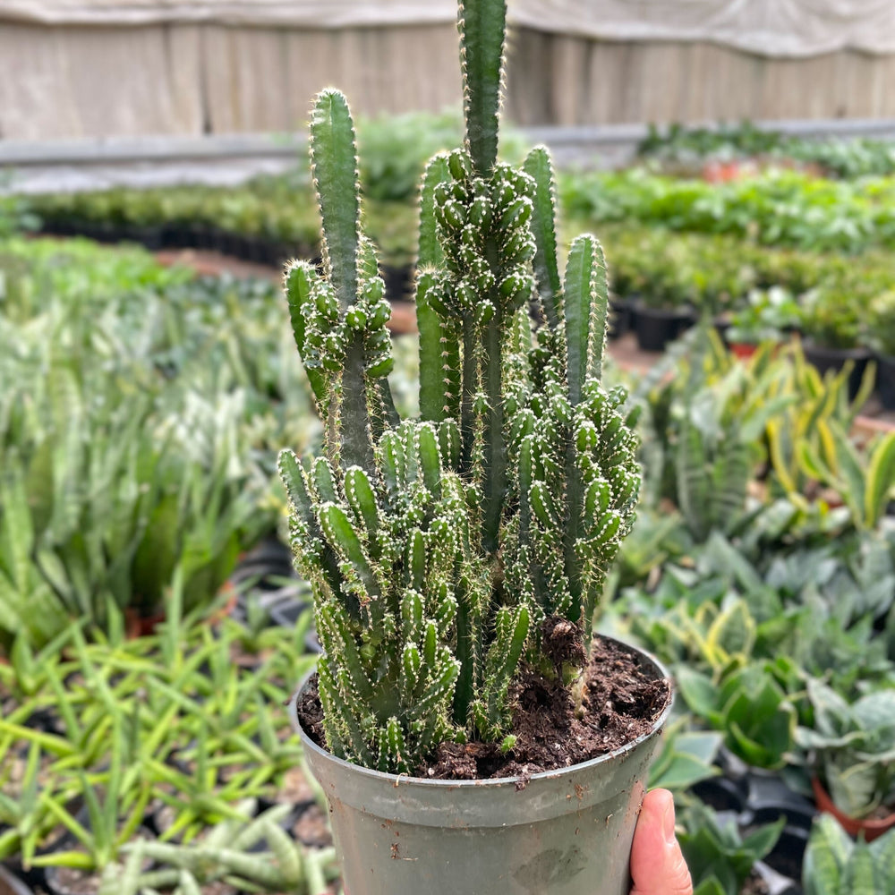 
                      
                        Fairy Castle Cactus
                      
                    