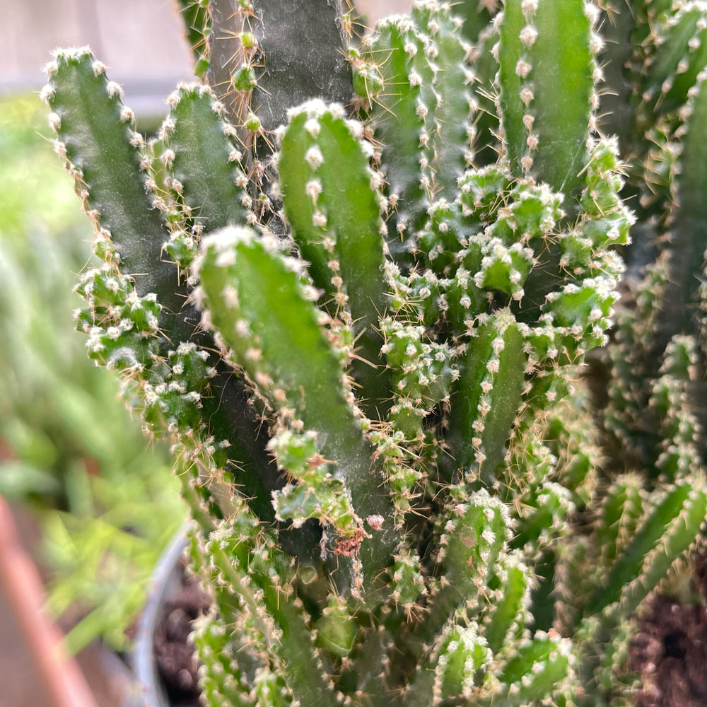 
                      
                        Fairy Castle Cactus
                      
                    