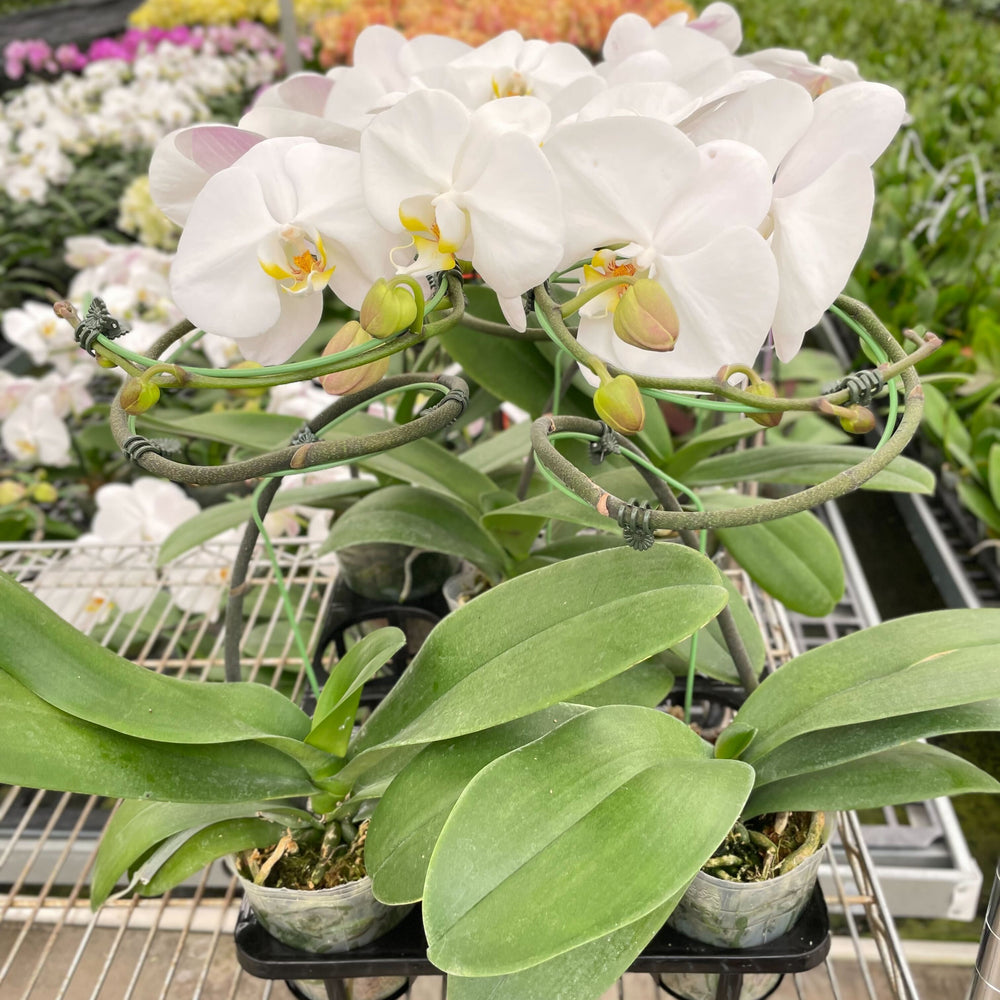 
                      
                        Orchid 'White Phalaenopsis'
                      
                    
