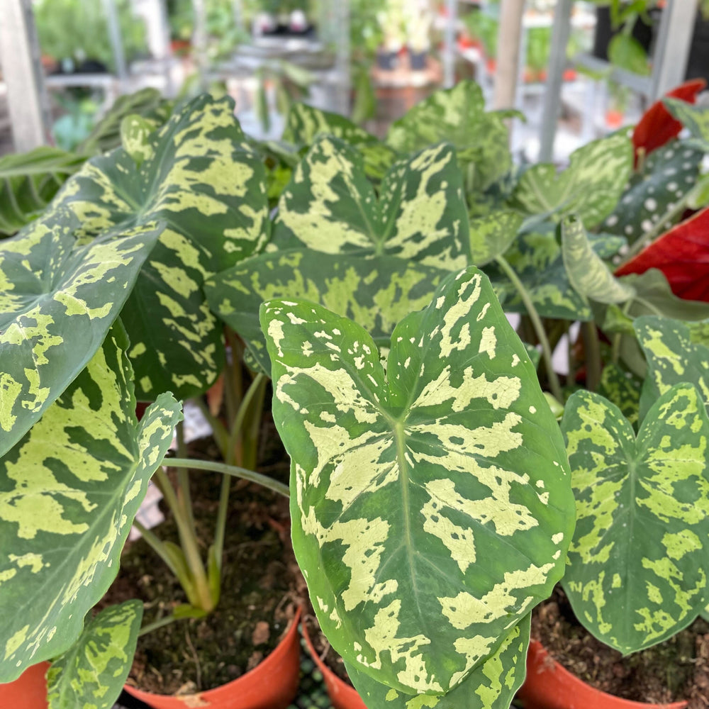 
                      
                        Alocasia 'Hilo Beauty'
                      
                    