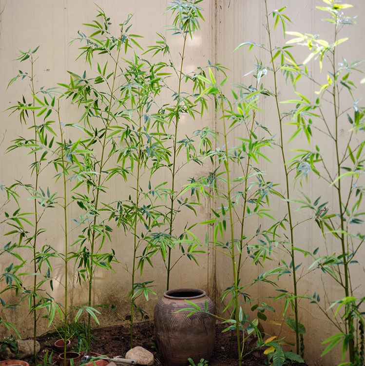 Artificial Bamboo Plant Stem, Set of 10