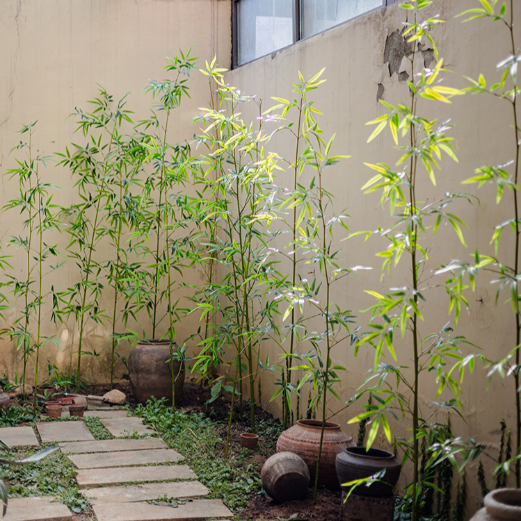 
                      
                        Artificial Bamboo Plant Stem, Set of 10
                      
                    