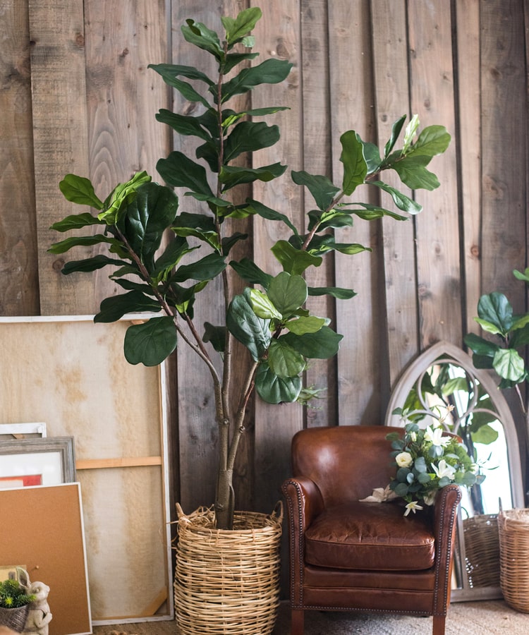 
                      
                        Artificial Fiddle Leaf Fig Tree In Pot
                      
                    