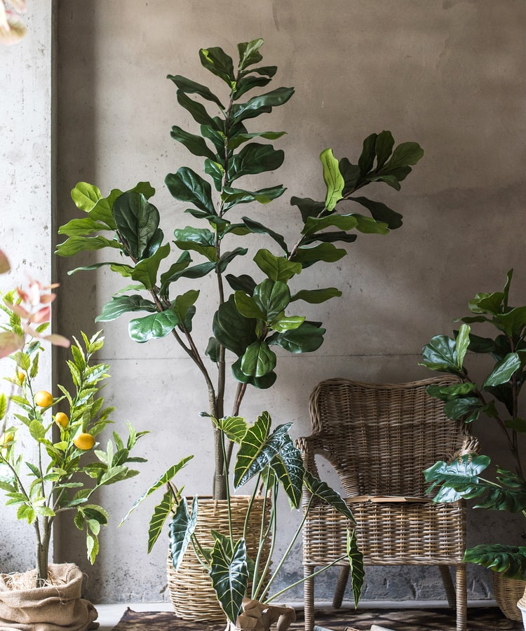 
                      
                        Artificial Fiddle Leaf Fig Tree In Pot
                      
                    