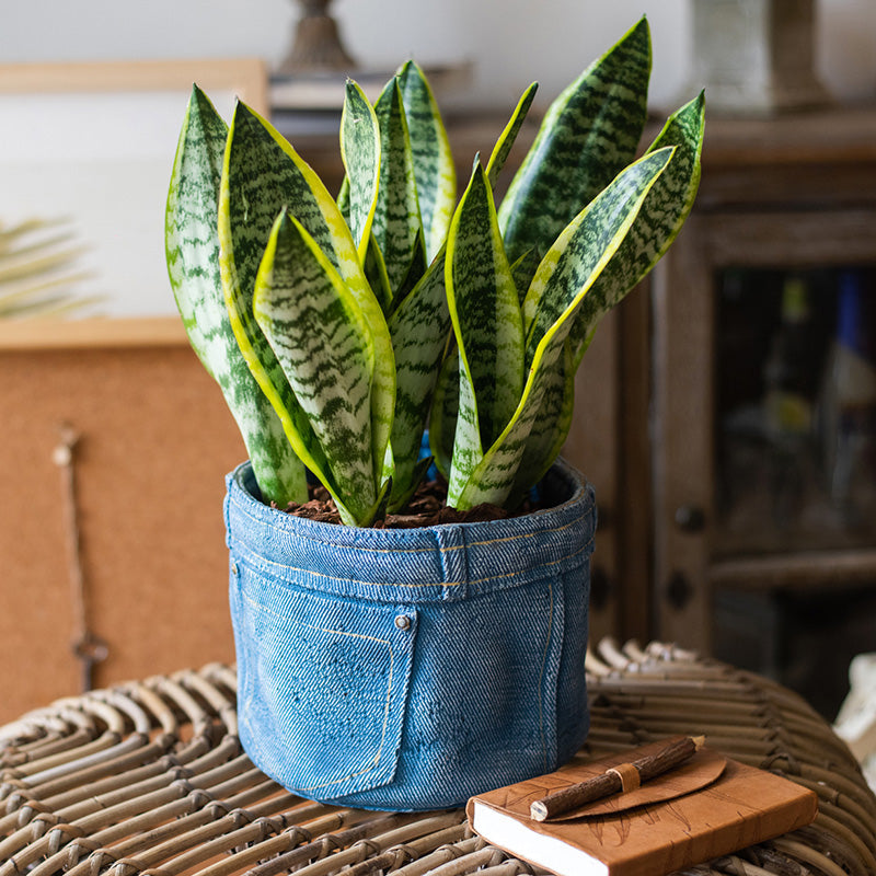 Blue Jeans Pants for Plants Cement Flower Pot