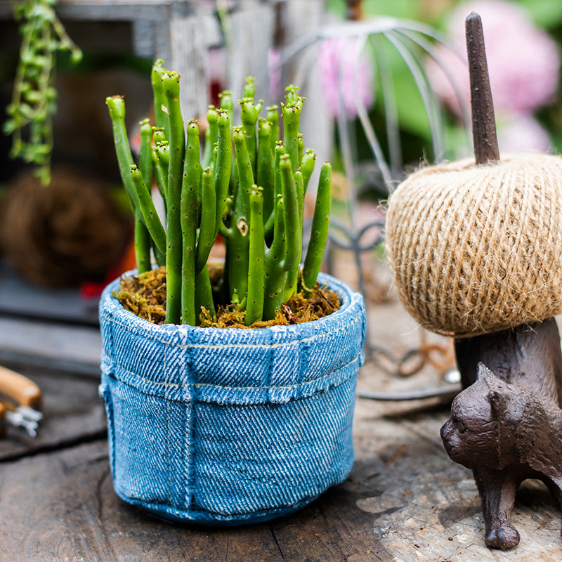 
                      
                        Blue Jeans Pants for Plants Cement Flower Pot
                      
                    