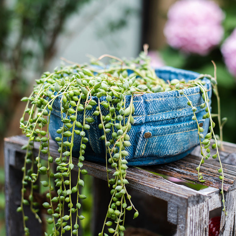 
                      
                        Blue Jeans Pants for Plants Cement Flower Pot
                      
                    