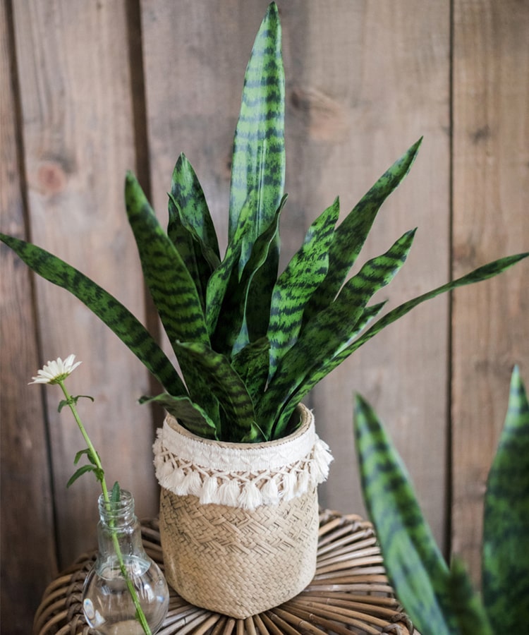 
                      
                        Artificial Green Snake Plant In Pot
                      
                    