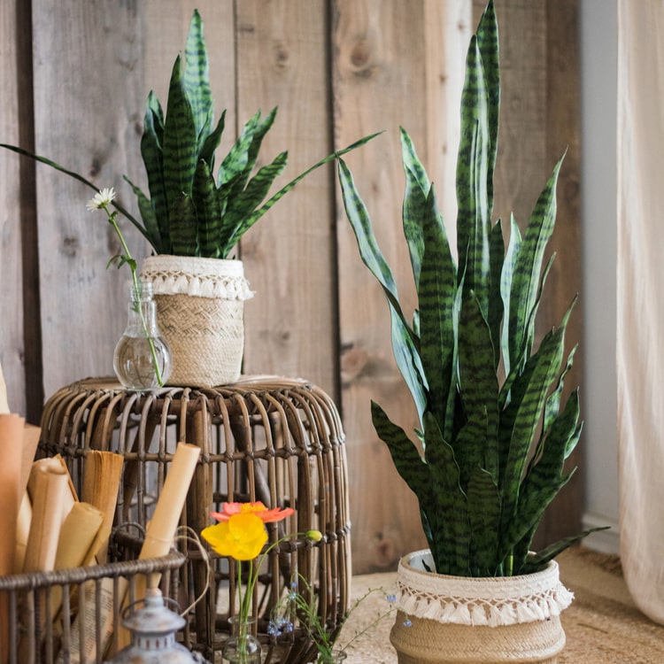 
                      
                        Artificial Green Snake Plant In Pot
                      
                    