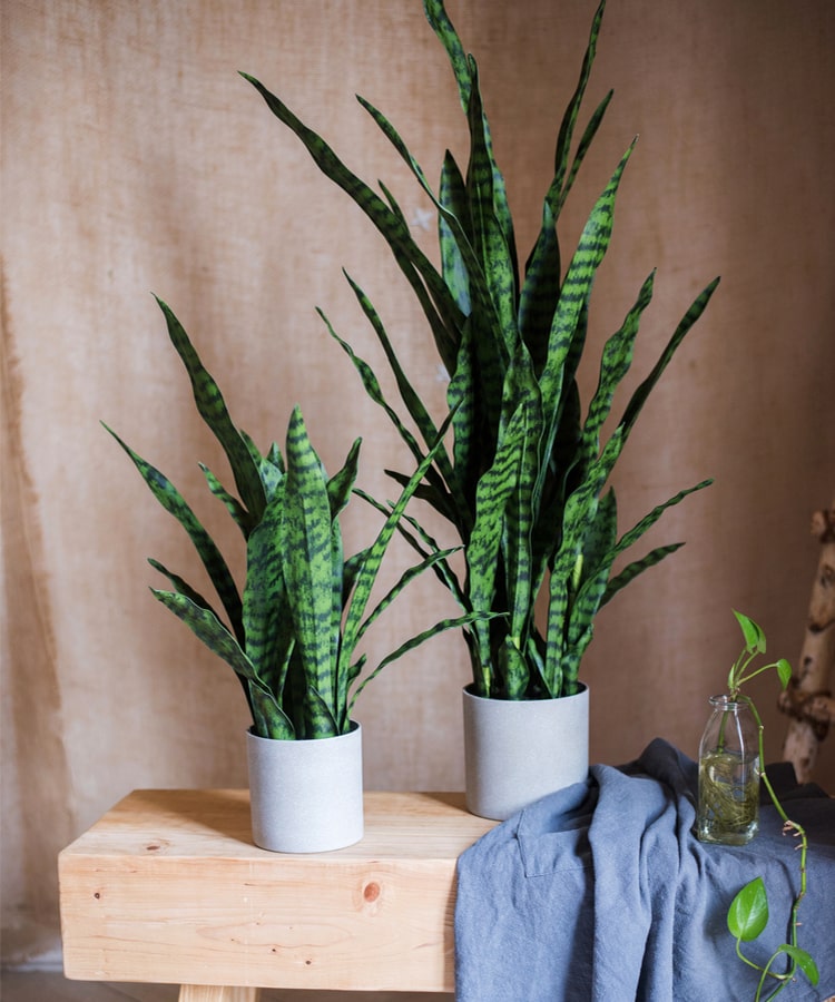 
                      
                        Artificial Green Snake Plant In Pot
                      
                    