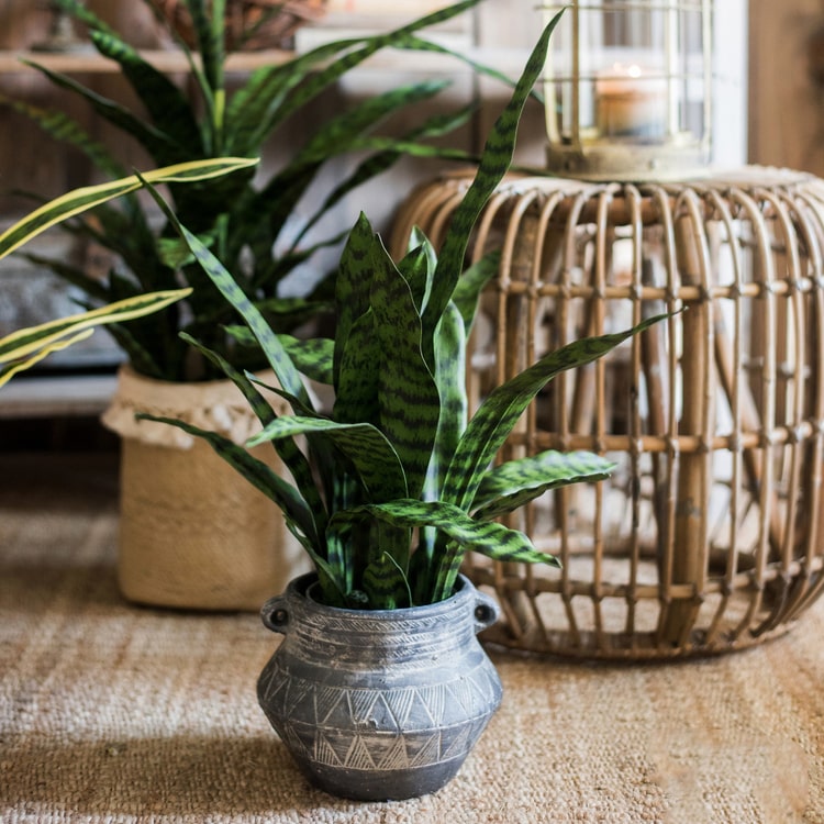 
                      
                        Artificial Green Snake Plant In Pot
                      
                    