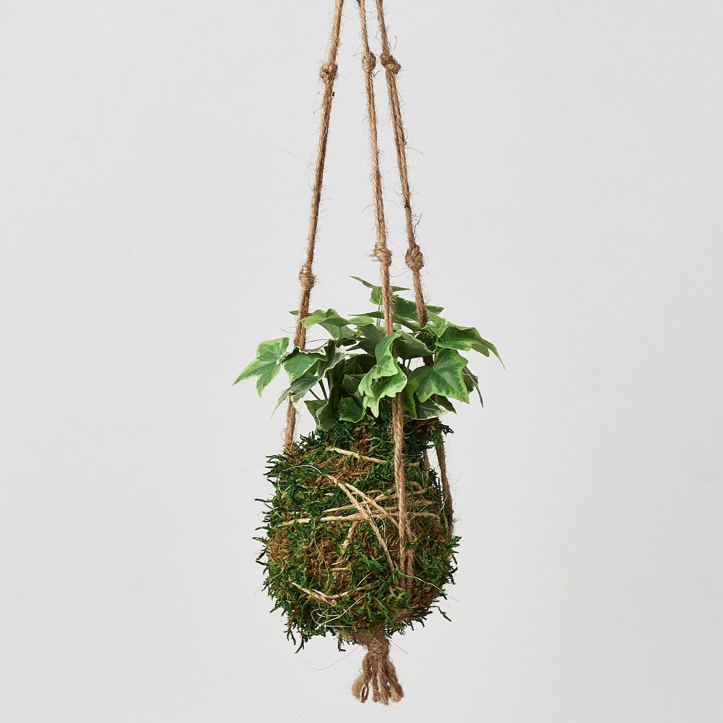 ball hanging plant Kokedama Moss Ball Hanging Plant Pothos Golden
